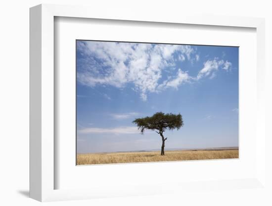 Lone Acacia Tree in Savanna-null-Framed Photographic Print