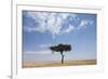 Lone Acacia Tree in Savanna-null-Framed Photographic Print