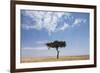 Lone Acacia Tree in Savanna-null-Framed Photographic Print