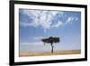 Lone Acacia Tree in Savanna-null-Framed Photographic Print