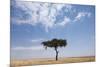 Lone Acacia Tree in Savanna-null-Mounted Photographic Print