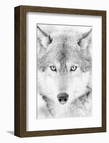 Lone Alaskan Gray Wolf II-Danita Delimont-Framed Photographic Print