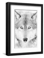 Lone Alaskan Gray Wolf II-Danita Delimont-Framed Photographic Print