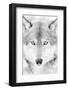 Lone Alaskan Gray Wolf II-Danita Delimont-Framed Photographic Print