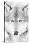 Lone Alaskan Gray Wolf II-Danita Delimont-Stretched Canvas