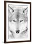 Lone Alaskan Gray Wolf II-Danita Delimont-Framed Photographic Print