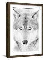 Lone Alaskan Gray Wolf II-Danita Delimont-Framed Photographic Print