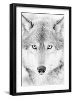 Lone Alaskan Gray Wolf II-Danita Delimont-Framed Photographic Print