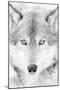 Lone Alaskan Gray Wolf II-Danita Delimont-Mounted Photographic Print