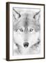 Lone Alaskan Gray Wolf II-Danita Delimont-Framed Photographic Print