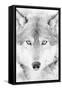 Lone Alaskan Gray Wolf II-Danita Delimont-Framed Stretched Canvas