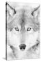 Lone Alaskan Gray Wolf II-Danita Delimont-Stretched Canvas