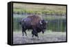 Lone Bison (Buffalo) (Bison Bison)-Michael Nolan-Framed Stretched Canvas