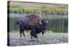 Lone Bison (Buffalo) (Bison Bison)-Michael Nolan-Stretched Canvas