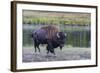 Lone Bison (Buffalo) (Bison Bison)-Michael Nolan-Framed Photographic Print