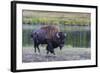 Lone Bison (Buffalo) (Bison Bison)-Michael Nolan-Framed Photographic Print