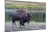 Lone Bison (Buffalo) (Bison Bison)-Michael Nolan-Mounted Photographic Print