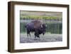 Lone Bison (Buffalo) (Bison Bison)-Michael Nolan-Framed Photographic Print