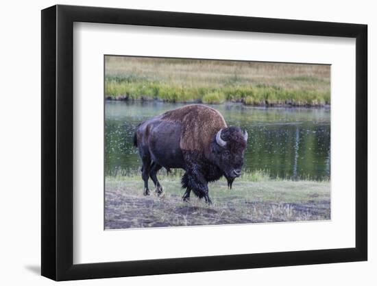 Lone Bison (Buffalo) (Bison Bison)-Michael Nolan-Framed Photographic Print