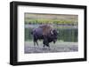 Lone Bison (Buffalo) (Bison Bison)-Michael Nolan-Framed Photographic Print