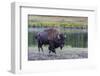 Lone Bison (Buffalo) (Bison Bison)-Michael Nolan-Framed Photographic Print