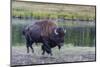 Lone Bison (Buffalo) (Bison Bison)-Michael Nolan-Mounted Photographic Print
