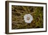 Lone Bloomer-Chris Moyer-Framed Photographic Print