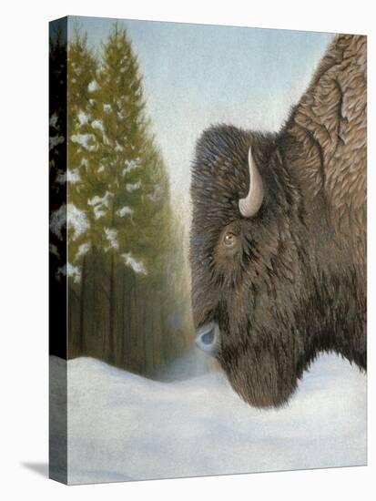 Lone Buffalo-Rusty Frentner-Stretched Canvas