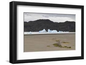 Lone Bush on Lago Grey Lakeshore-Eleanor-Framed Photographic Print