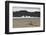 Lone Bush on Lago Grey Lakeshore-Eleanor-Framed Photographic Print