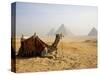 Lone Camel Gazes Across the Giza Plateau Outside Cairo, Egypt-Dave Bartruff-Stretched Canvas