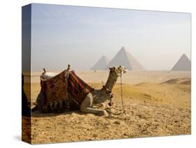 Lone Camel Gazes Across the Giza Plateau Outside Cairo, Egypt-Dave Bartruff-Stretched Canvas