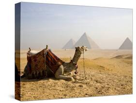 Lone Camel Gazes Across the Giza Plateau Outside Cairo, Egypt-Dave Bartruff-Stretched Canvas