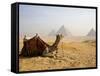 Lone Camel Gazes Across the Giza Plateau Outside Cairo, Egypt-Dave Bartruff-Framed Stretched Canvas