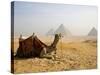 Lone Camel Gazes Across the Giza Plateau Outside Cairo, Egypt-Dave Bartruff-Stretched Canvas