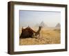 Lone Camel Gazes Across the Giza Plateau Outside Cairo, Egypt-Dave Bartruff-Framed Photographic Print