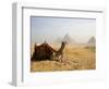 Lone Camel Gazes Across the Giza Plateau Outside Cairo, Egypt-Dave Bartruff-Framed Photographic Print