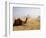 Lone Camel Gazes Across the Giza Plateau Outside Cairo, Egypt-Dave Bartruff-Framed Photographic Print