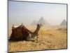 Lone Camel Gazes Across the Giza Plateau Outside Cairo, Egypt-Dave Bartruff-Mounted Photographic Print