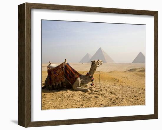 Lone Camel Gazes Across the Giza Plateau Outside Cairo, Egypt-Dave Bartruff-Framed Photographic Print