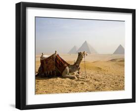 Lone Camel Gazes Across the Giza Plateau Outside Cairo, Egypt-Dave Bartruff-Framed Photographic Print