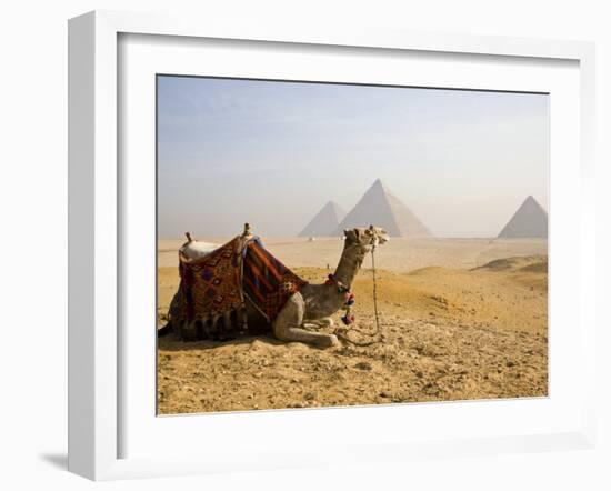 Lone Camel Gazes Across the Giza Plateau Outside Cairo, Egypt-Dave Bartruff-Framed Photographic Print