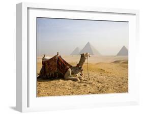 Lone Camel Gazes Across the Giza Plateau Outside Cairo, Egypt-Dave Bartruff-Framed Photographic Print