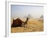 Lone Camel Gazes Across the Giza Plateau Outside Cairo, Egypt-Dave Bartruff-Framed Photographic Print