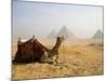 Lone Camel Gazes Across the Giza Plateau Outside Cairo, Egypt-Dave Bartruff-Mounted Photographic Print