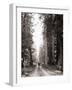 Lone Car on Forest Dirt Road-Bettmann-Framed Photographic Print