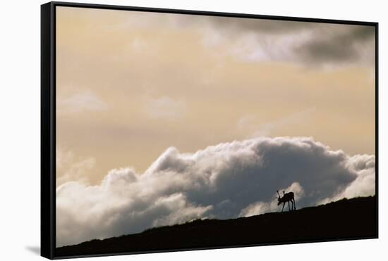 Lone Caribou in Denali National Park-Paul Souders-Framed Stretched Canvas