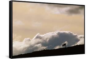 Lone Caribou in Denali National Park-Paul Souders-Framed Stretched Canvas