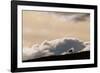 Lone Caribou in Denali National Park-Paul Souders-Framed Photographic Print