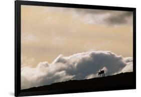 Lone Caribou in Denali National Park-Paul Souders-Framed Photographic Print